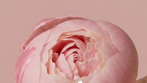 Zeitun представляет линию Gorgeous Peony Duo