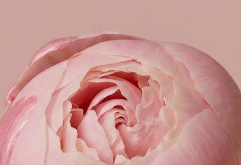 Zeitun представляет линию Gorgeous Peony Duo