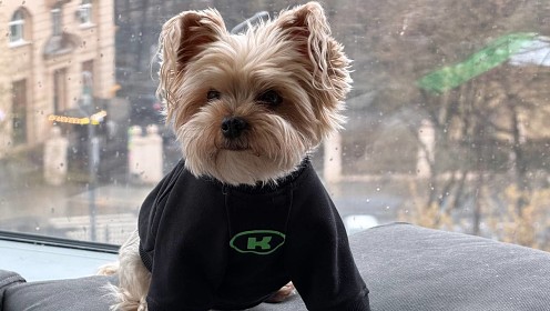 День лапок: повод радовать питомца каждый месяц