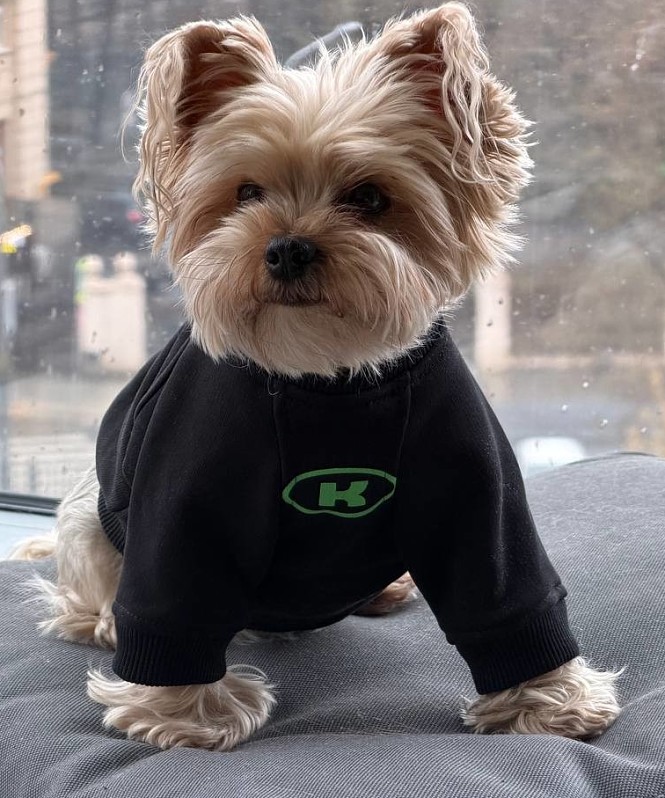 День лапок: повод радовать питомца каждый месяц