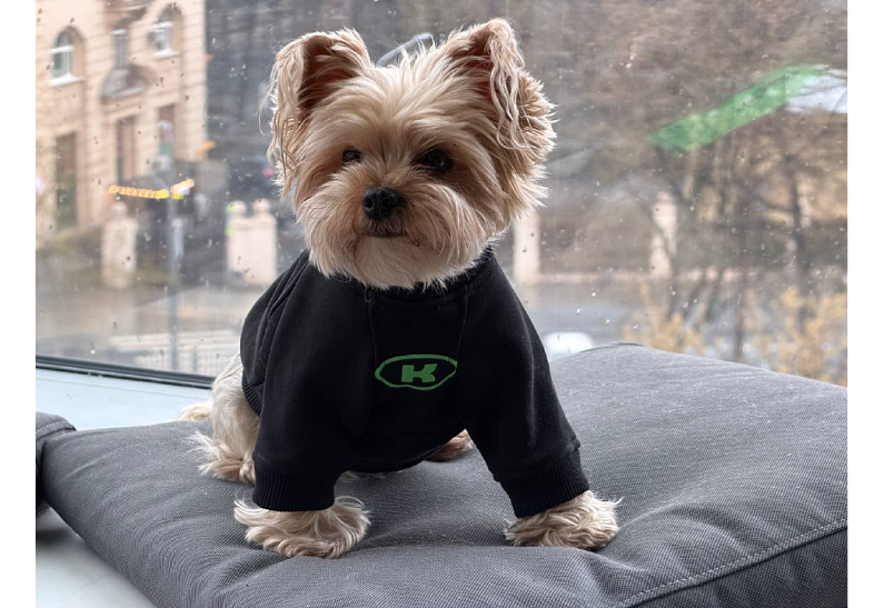 День лапок: повод радовать питомца каждый месяц