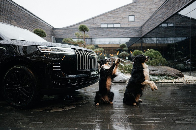 Собаки Пуля и Буга