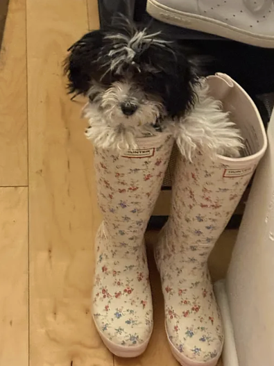 Ирина Шейк представила нового члена семьи